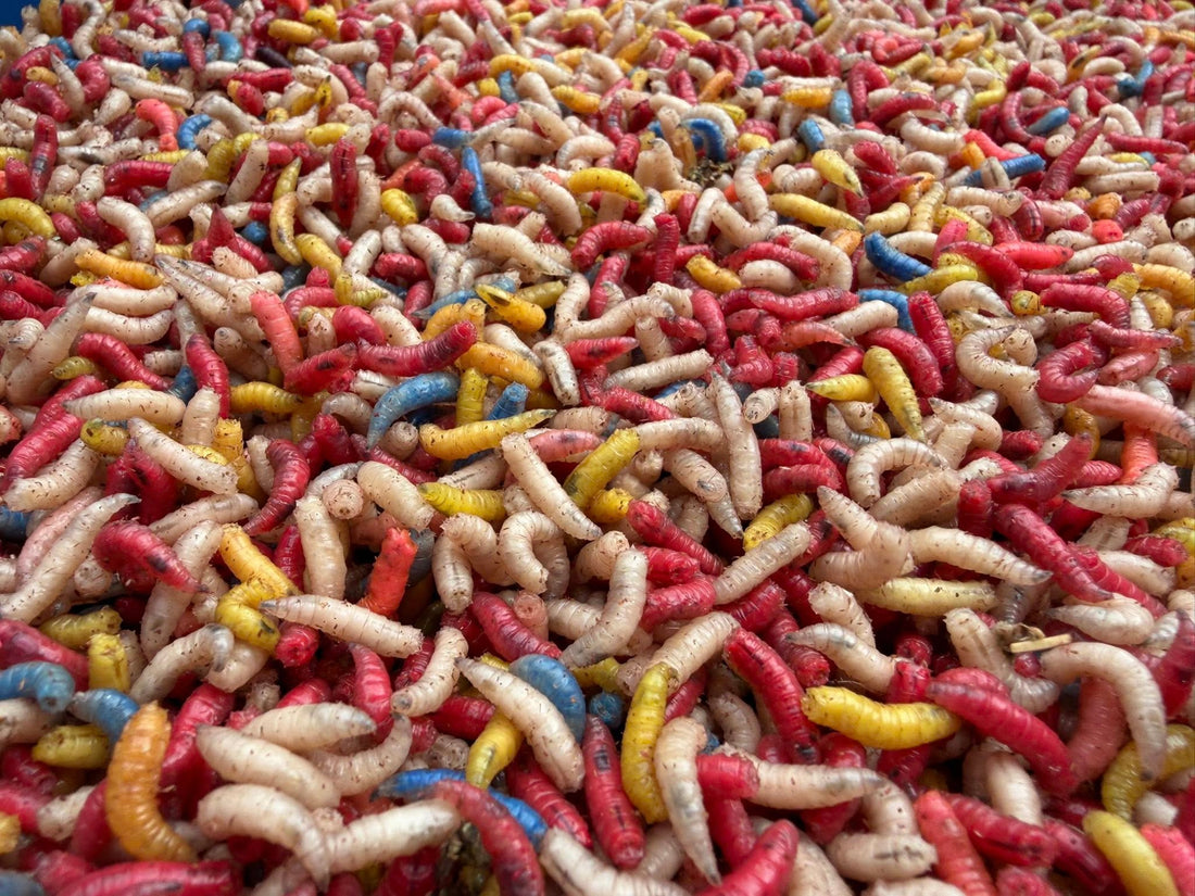 Maggot Fishing: The Complete Guide for Coarse Anglers