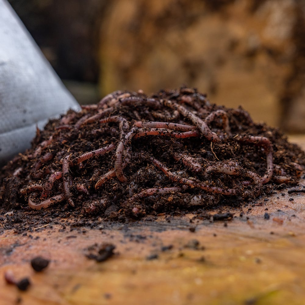 worms