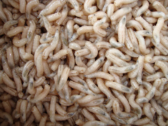 White Maggots - 1 Gallon