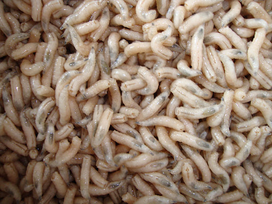 White Maggots - 1 Gallon