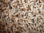 White Maggots - 1 Gallon