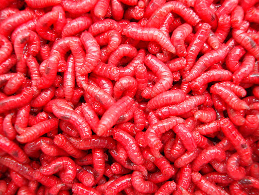 Red Maggots - 1 Gallon