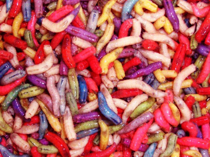 Mixed Maggots - 1 Gallon