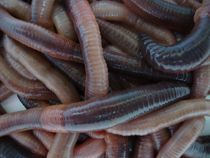 Medium Dendrobaenas - 1 kg