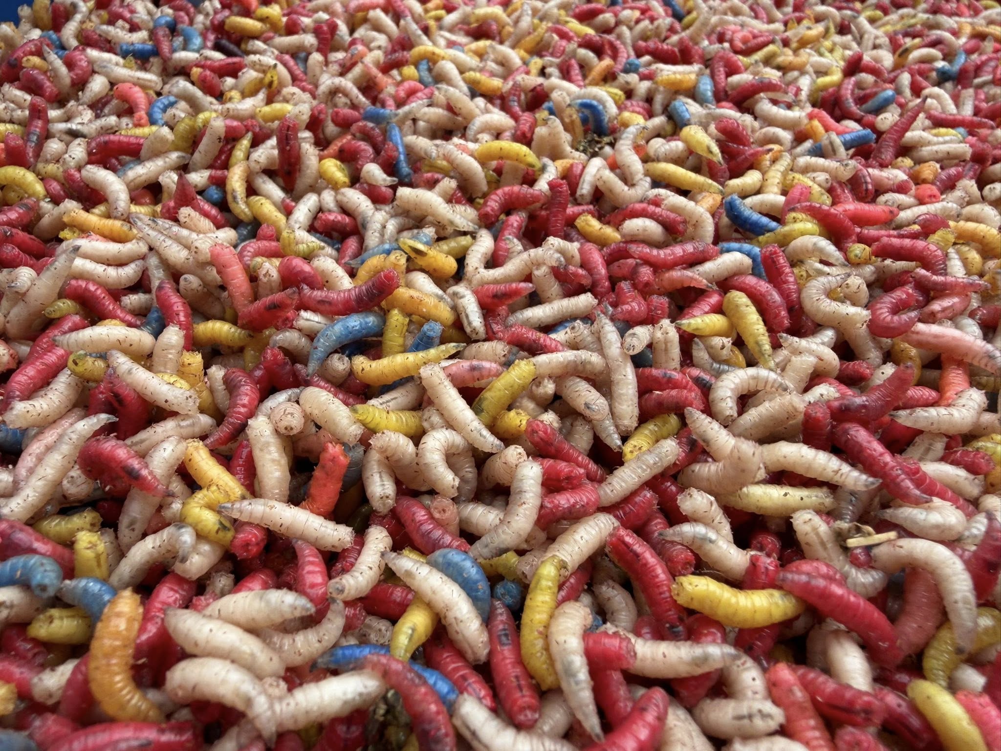 Wholesale Fresh Maggots – Trade Supply