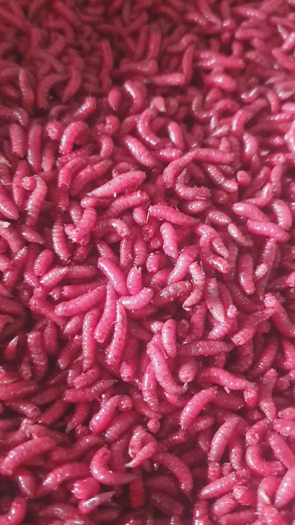 Wholesale Fresh Maggots – Trade Supply