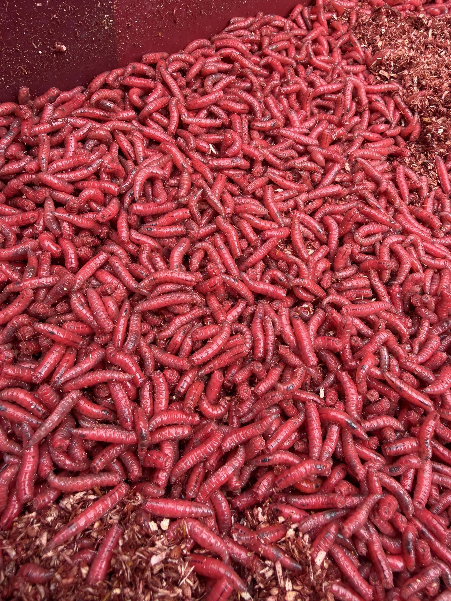 Wholesale Fresh Maggots – Trade Supply