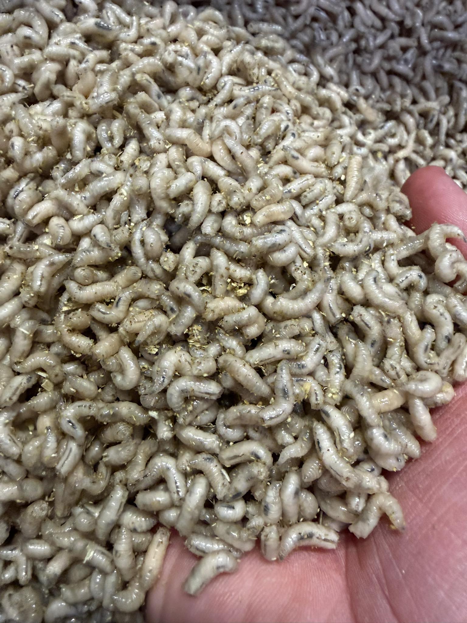 Wholesale Fresh Maggots – Trade Supply